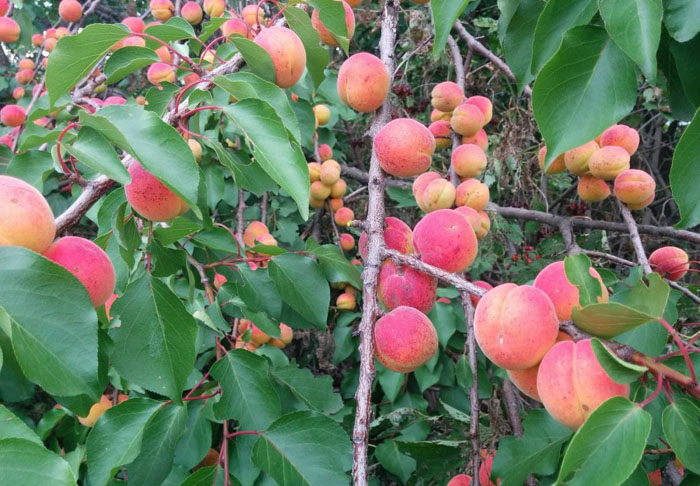 Краснощекий абрикос (35 фото): описание сорта, посадка и уход