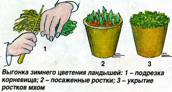 Ландыш майский — весенний цветок из Красной книги: описание, сорта и виды, посадка и уход