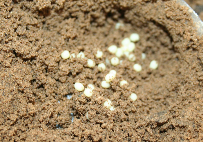 Личинки майского жука – вред и как с ними бороться, обзор лучших способов