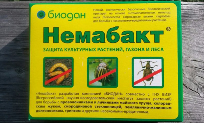 Личинки майского жука – вред и как с ними бороться, обзор лучших способов
