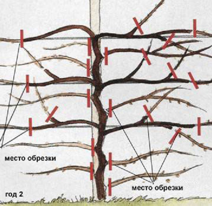 Лимонник схема посадки