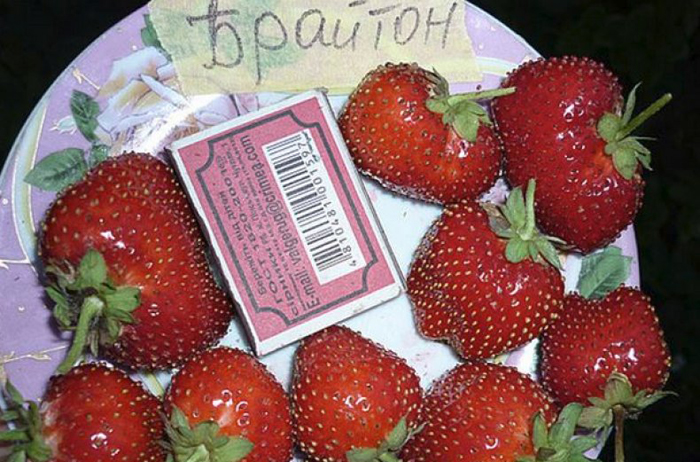 Лучшие сорта клубники для Подмосковья в 2023 году