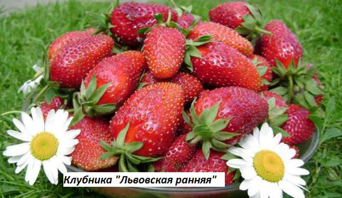 Лучшие сорта клубники для Сибири — ТОП-10 2023 года