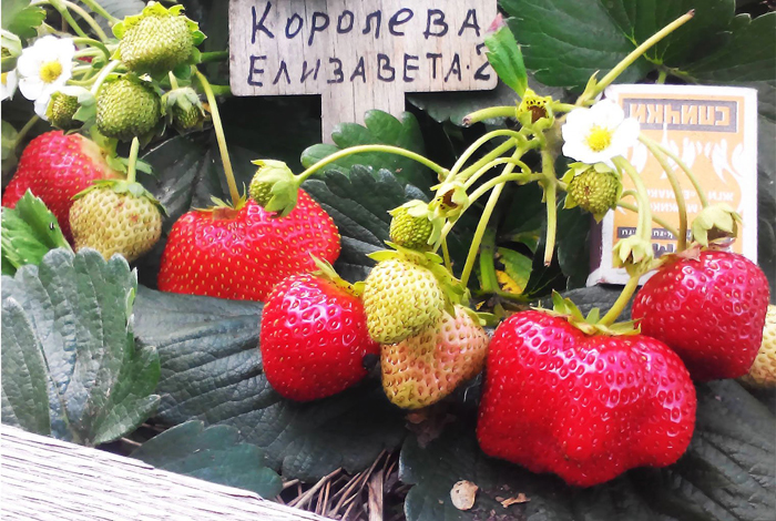 Лучшие сорта клубники для Урала — ТОП-10 2023 года