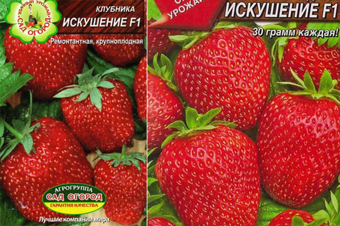 Лучшие сорта клубники для Урала — ТОП-10 2023 года