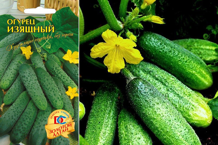 Лучшие сорта огурцов для теплицы — ТОП-45 2023 года