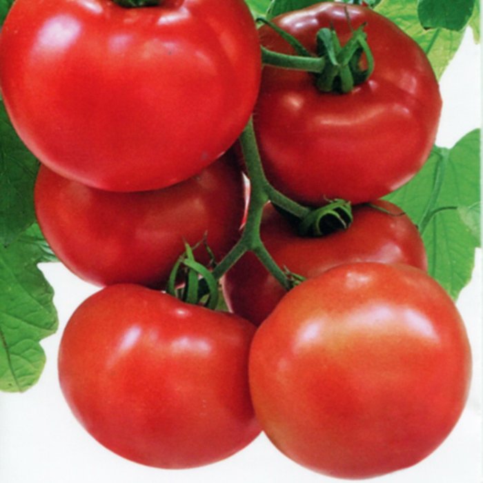 Лучшие сорта томатов для Подмосковья ТОП-45 2023 года