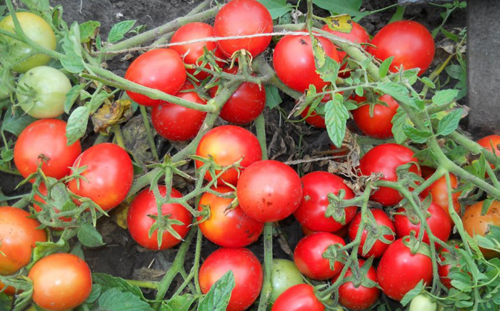 Лучшие сорта томатов для Подмосковья ТОП-45 2023 года