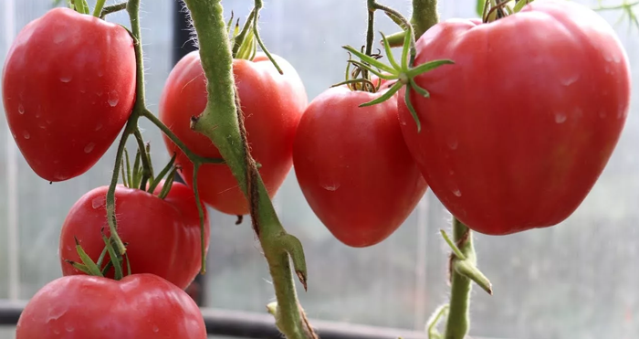 Лучшие сорта томатов для Сибири 2023 года