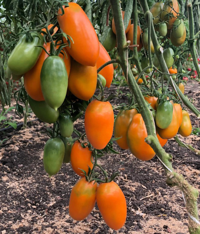 Лучшие сорта томатов для Сибири 2022 года