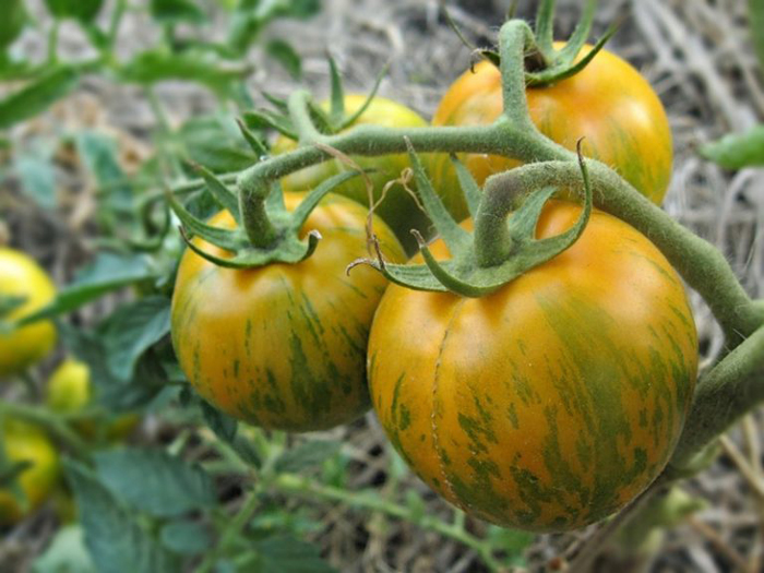 Лучшие сорта томатов для Сибири 2023 года
