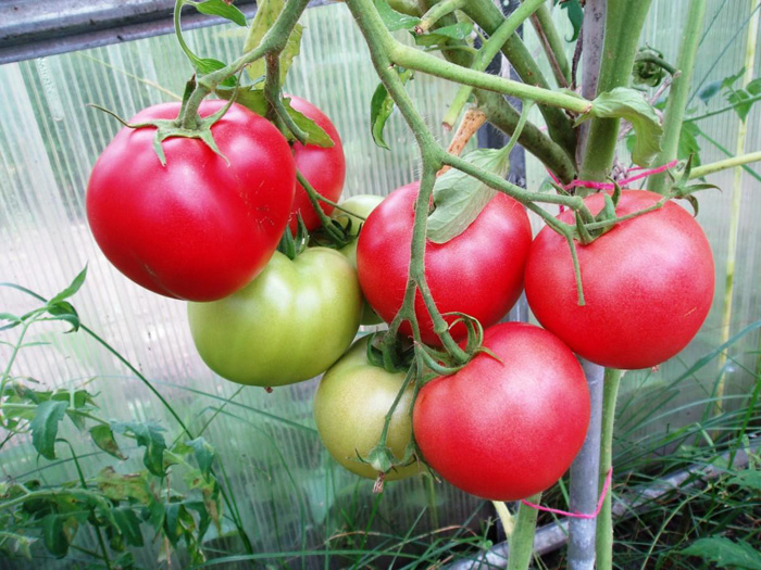 Лучшие сорта томатов для теплиц из поликарбоната в 2022 году