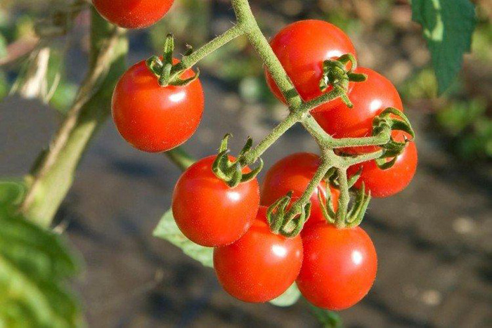 Лучшие сорта томатов для теплиц из поликарбоната в 2022 году