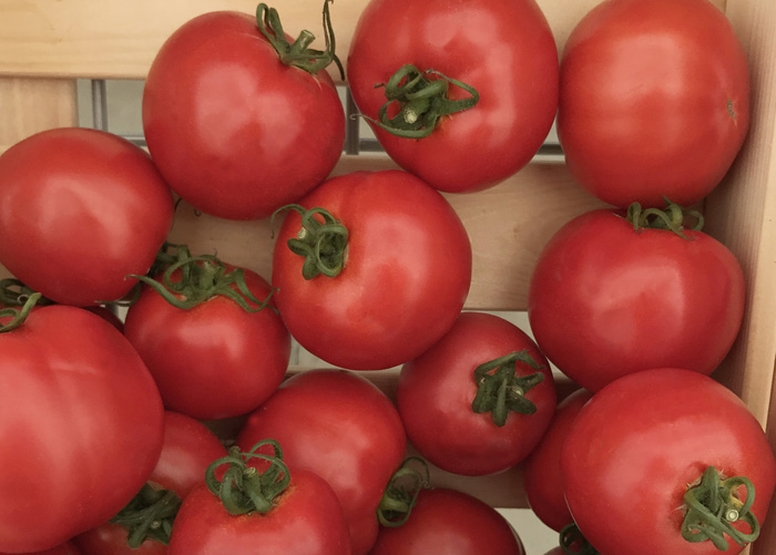Лучшие сорта томатов для теплиц из поликарбоната в 2023 году