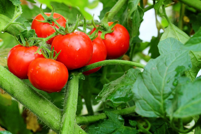 Лучшие сорта томатов для теплиц из поликарбоната в 2023 году