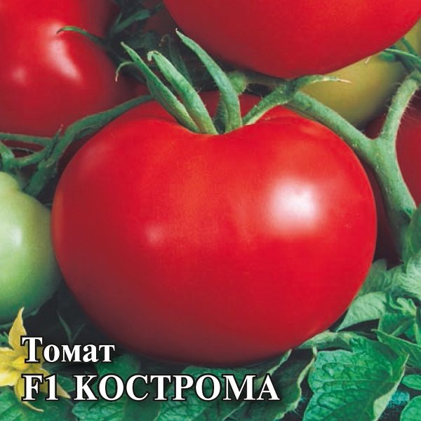 Лучшие сорта томатов для теплиц из поликарбоната в 2023 году