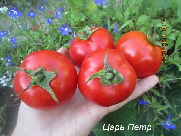 Лучшие сорта томатов для Урала 2023 года