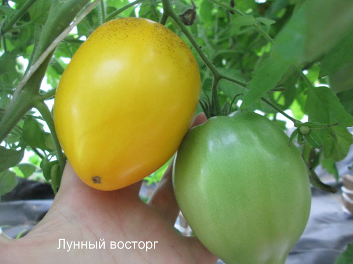 Лучшие сорта томатов для Урала 2023 года