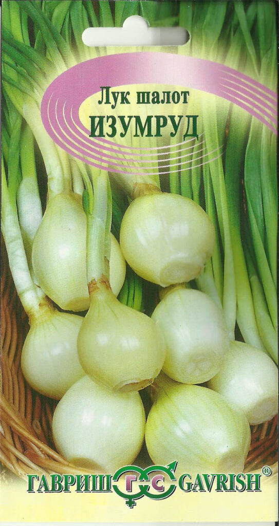Лук-шалот: посадка и выращивание крупного лука