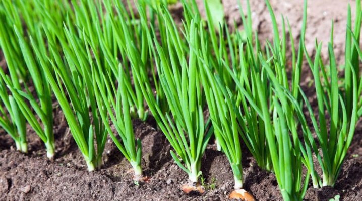 Лук-шалот: посадка и выращивание крупного лука