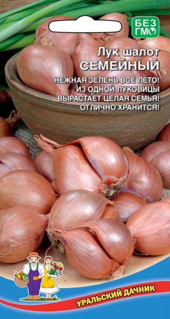 Лук-шалот: посадка и выращивание крупного лука