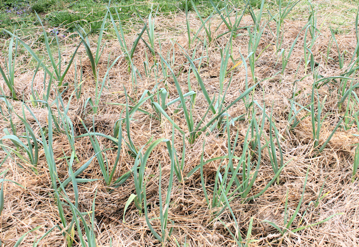 Лук-шалот: посадка и выращивание крупного лука