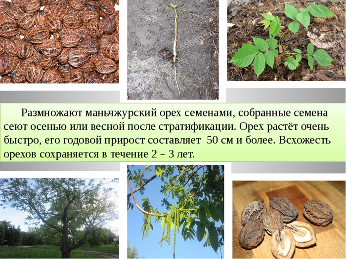 Маньчжурский орех (40 фото) — как выглядит дерево и плоды, его свойства, выращивание