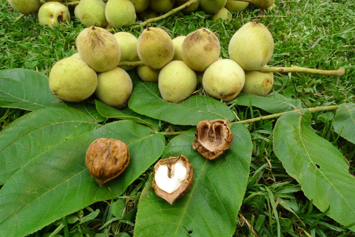 Маньчжурский орех (40 фото) — как выглядит дерево и плоды, его свойства, выращивание