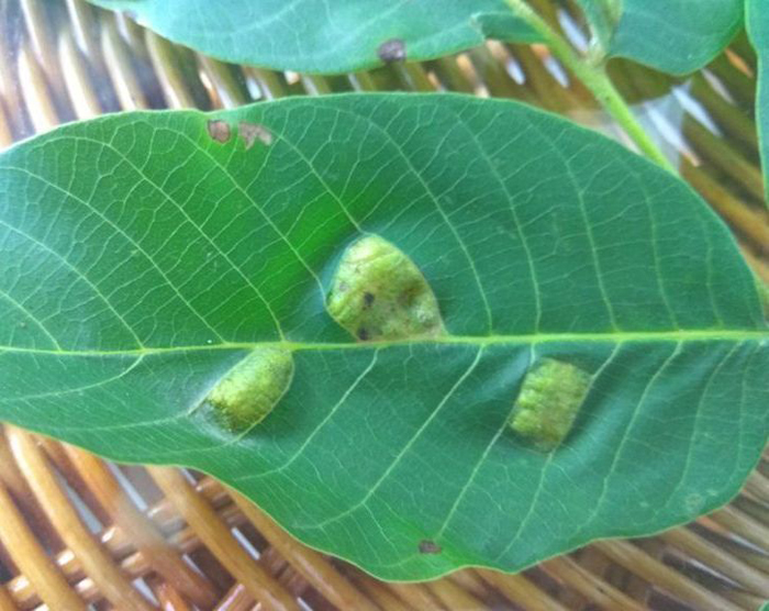 Маньчжурский орех (40 фото) — как выглядит дерево и плоды, его свойства, выращивание
