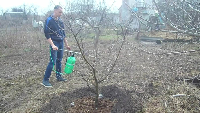 Медный купорос — инструкция по применению в огороде и саду весной и осенью