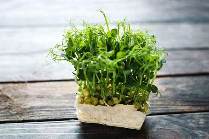 Микрозелень гороха: польза, как выращивать в домашних условиях
