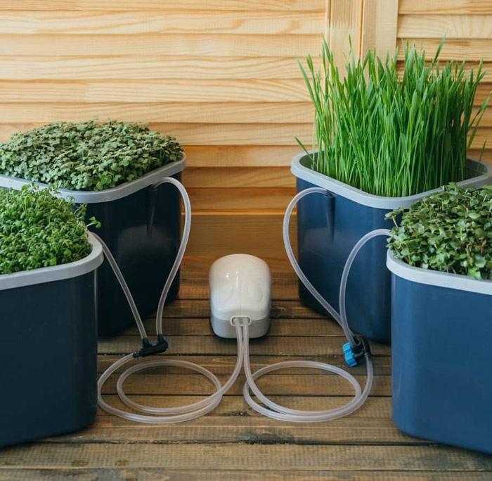 Микрозелень гороха: польза, как выращивать в домашних условиях
