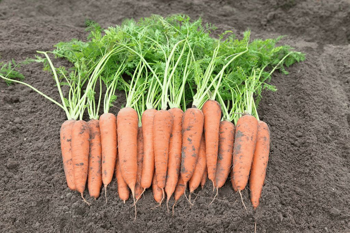 Морковь – 75 сортов 2022: описание с фото