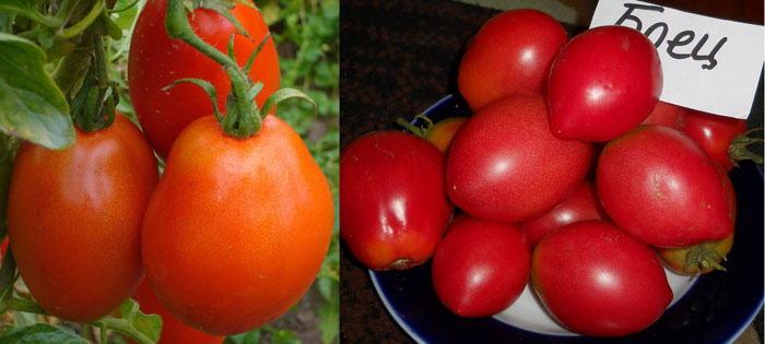 Низкорослые томаты (100 фото) — каталог лучших сортов томатов низкого роста 2023 года