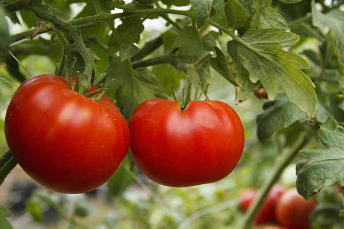 Низкорослые томаты (100 фото) — каталог лучших сортов томатов низкого роста 2023 года