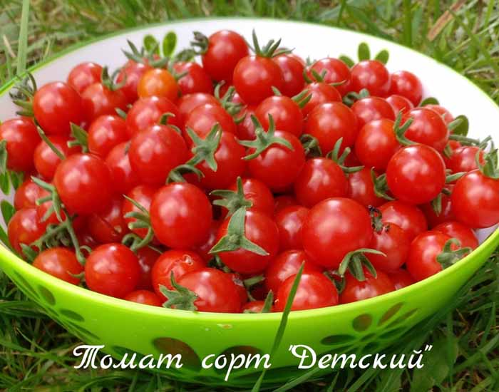 Низкорослые томаты (100 фото) — каталог лучших сортов томатов низкого роста 2023 года
