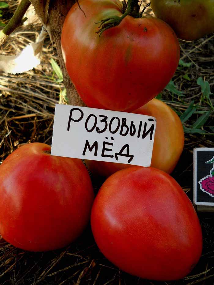 Низкорослые томаты (100 фото) — каталог лучших сортов томатов низкого роста 2023 года