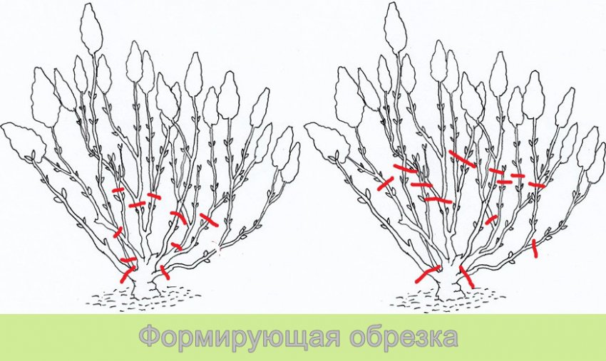 Обрезка гортензии — осенью, весной, схемы обрезки для метельчатой, древовидной, крупнолистной гортензии