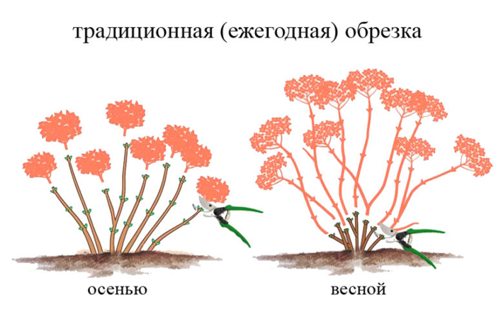 Обрезка гортензии — осенью, весной, схемы обрезки для метельчатой, древовидной, крупнолистной гортензии