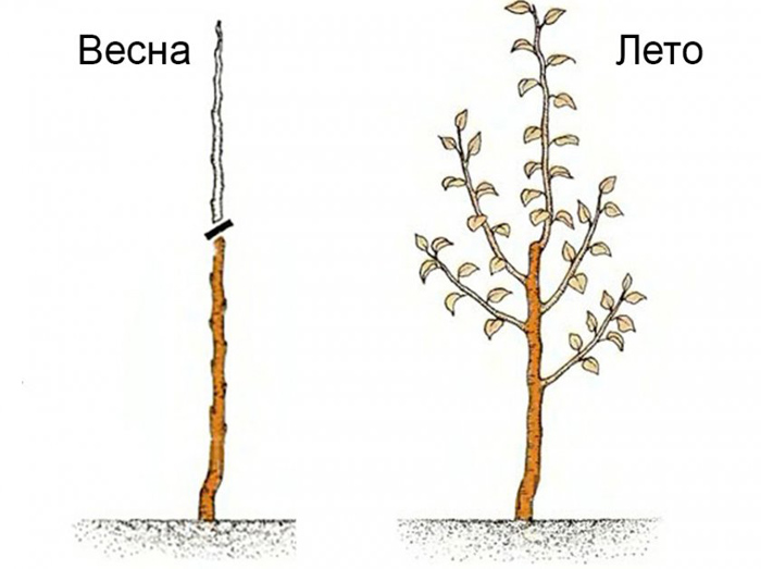 Схема обрезки саженца груши