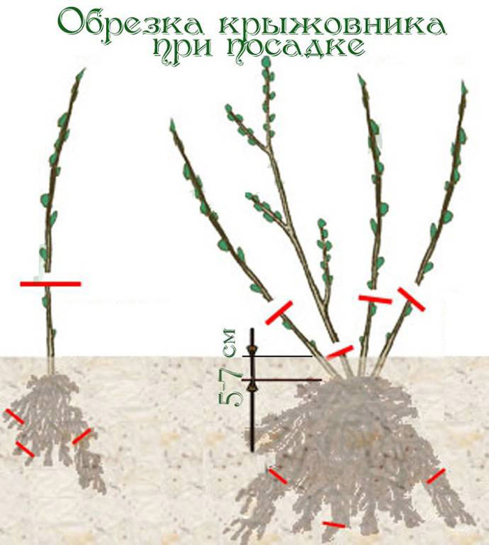 Обрезка крыжовника осенью — когда и как правильно (для начинающих в картинках)