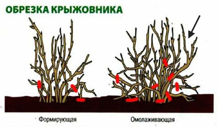 Обрезка крыжовника осенью — когда и как правильно (для начинающих в картинках)