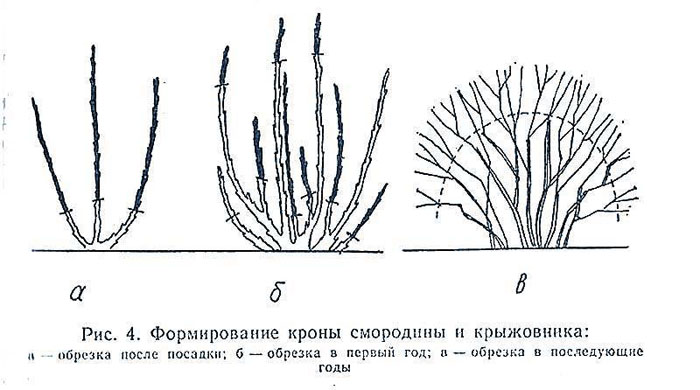 Обрезка крыжовника осенью — когда и как правильно (для начинающих в картинках)