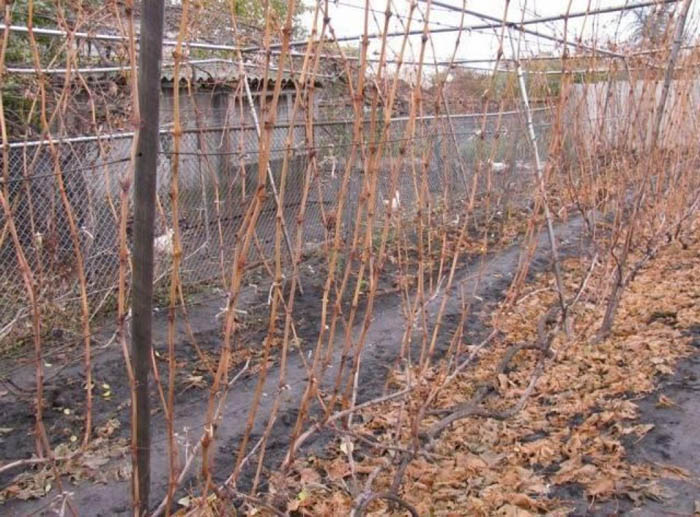 Обрезка винограда осенью для начинающих с фото – зачем, когда и как