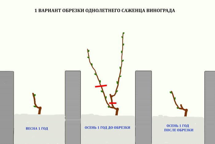 Обрезка винограда в 2023 году: инструкция для начинающих – как правильно обрезать виноград