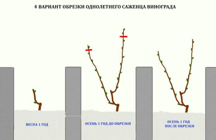 Обрезка винограда в 2023 году: инструкция для начинающих – как правильно обрезать виноград