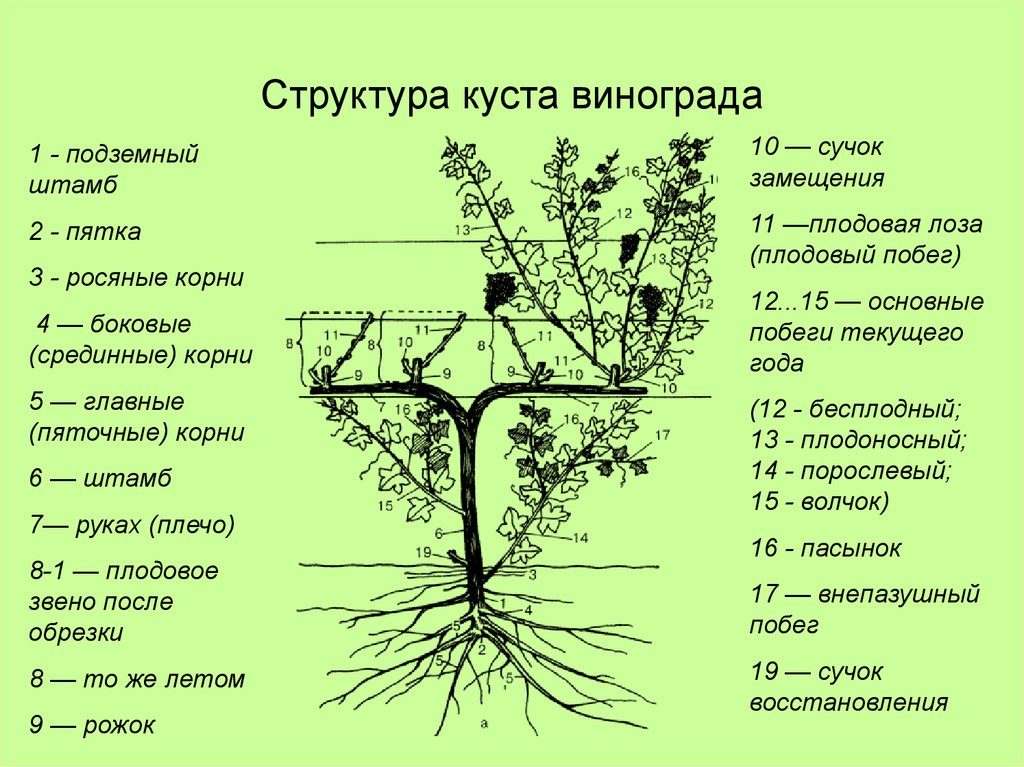Обрезка винограда в 2023 году: инструкция для начинающих – как правильно обрезать виноград
