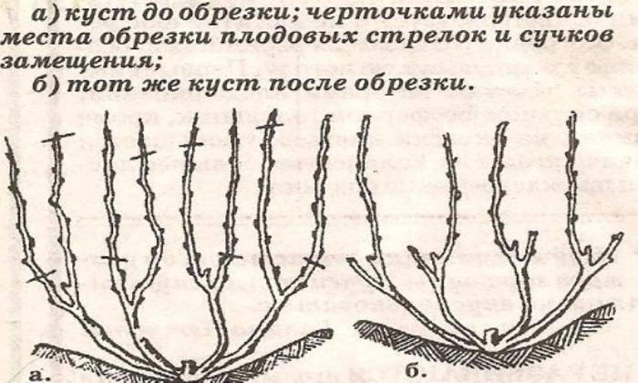 Обрезка винограда в 2023 году: инструкция для начинающих – как правильно обрезать виноград