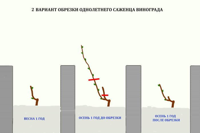 Обрезка винограда в 2023 году: инструкция для начинающих – как правильно обрезать виноград