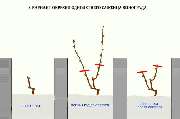 Обрезка винограда в 2023 году: инструкция для начинающих – как правильно обрезать виноград